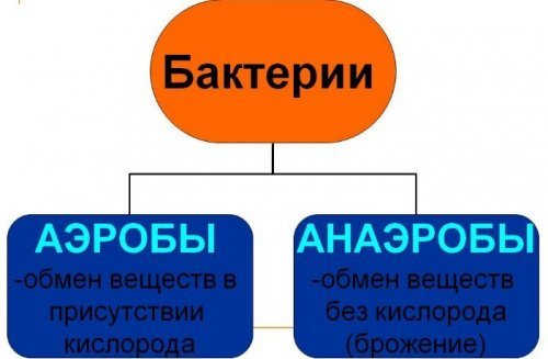 Види бактерій в організмі