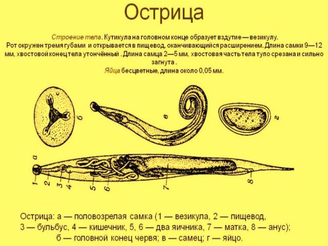 види паразитів