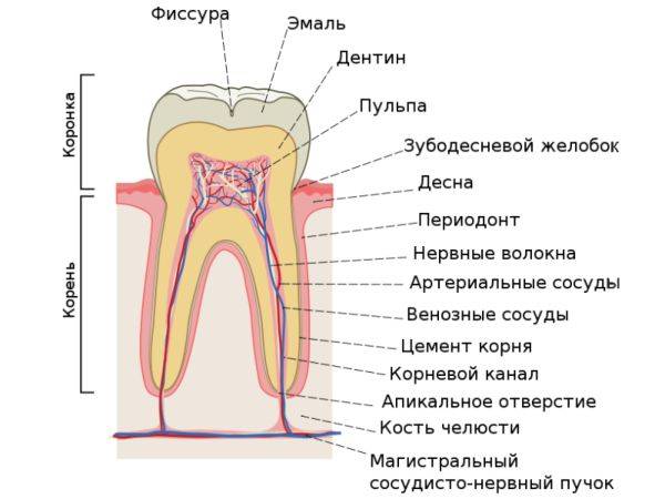 види пульпітів