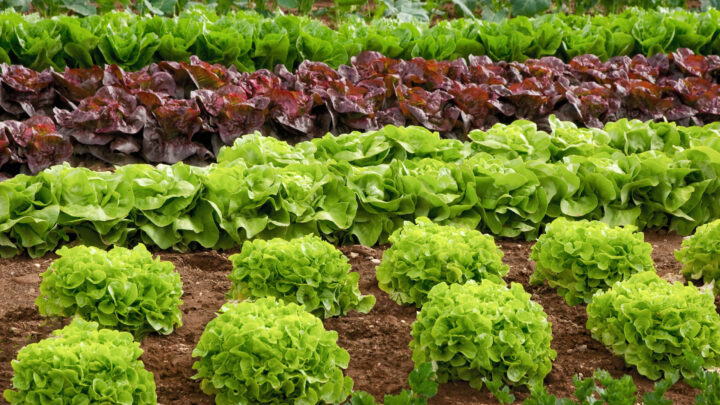 Екологічні вимоги для вирощування здорових рослин салату