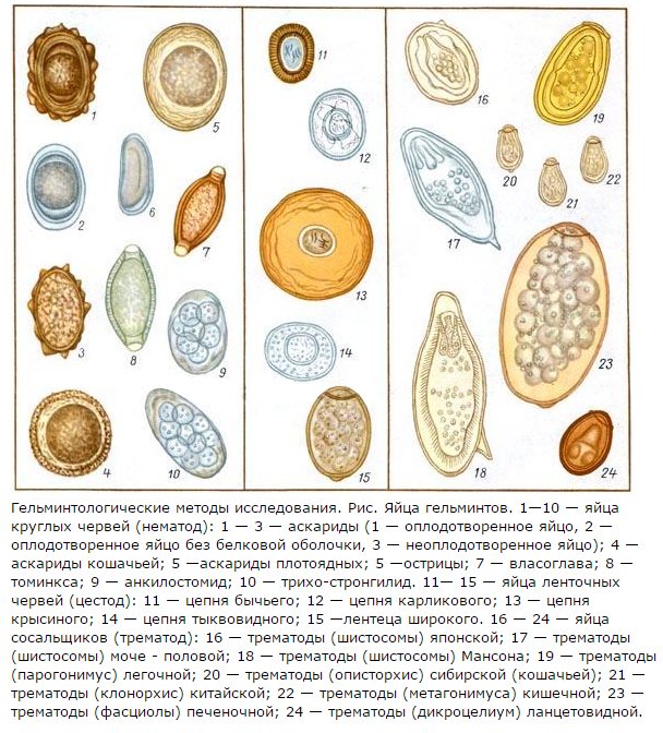 Яйца глистов фото у человека