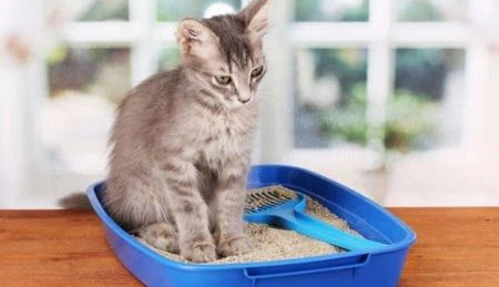 Як лікують кота
