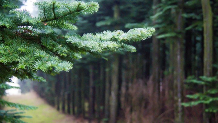 Купити сосну: як вибрати якісне дерево для ділянки, бізнесу та ландшафтного проекту