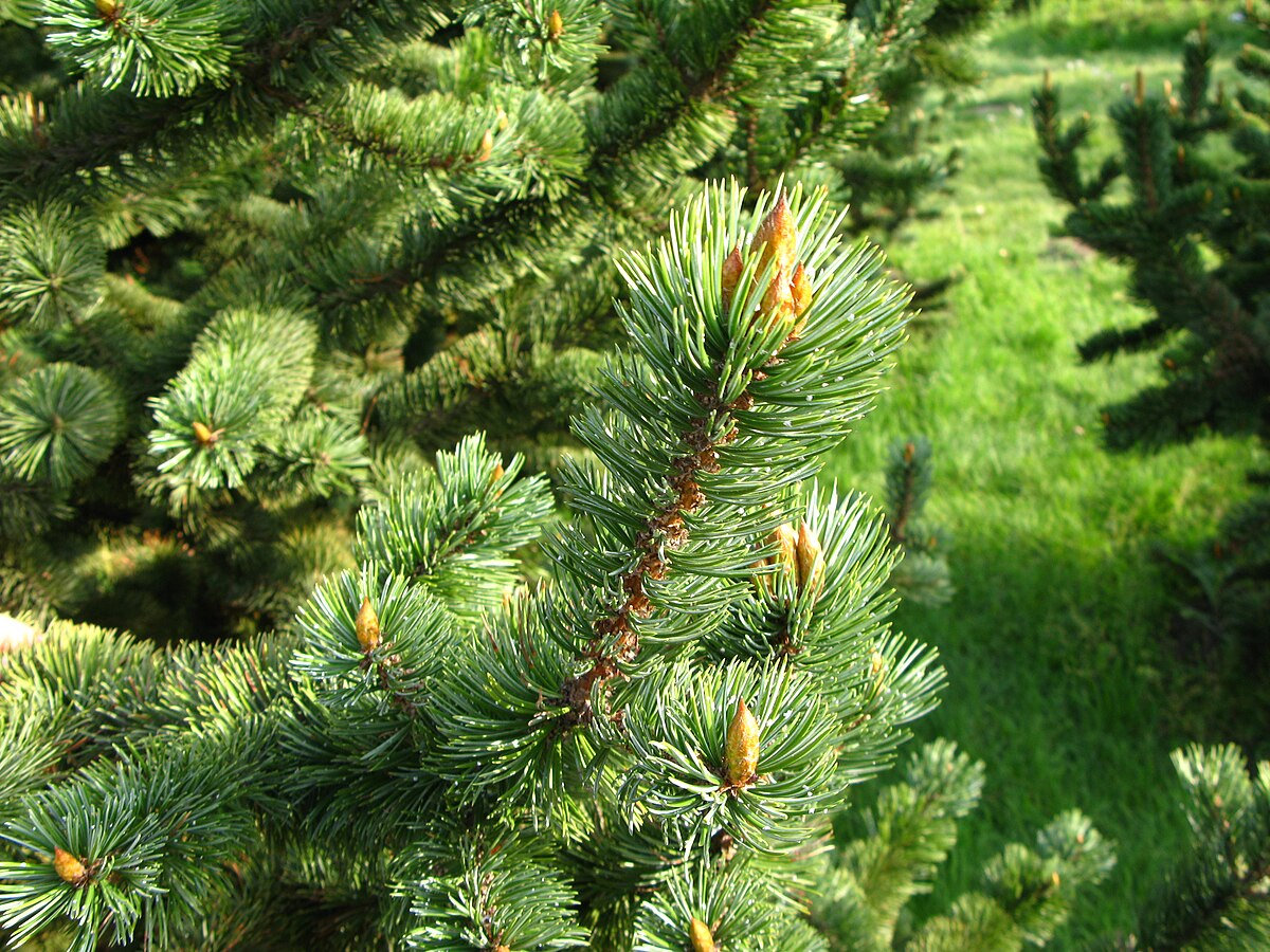 Які сосни можна купити