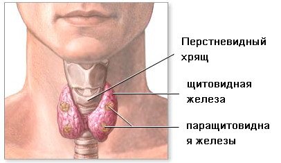 Симптоми раку щитовидної залози, його перші ознаки, прогноз і лікування