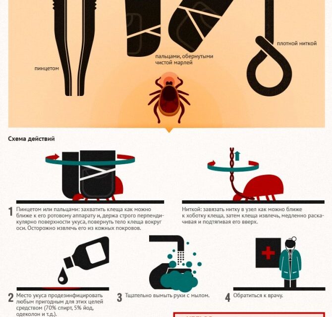 Укус кліща – симптоми і наслідки для людини, перша допомога