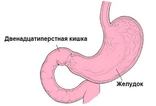 Шлунок і дванадцятипала кишка