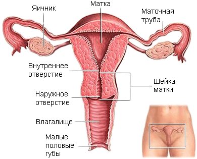 УЗД органів малого тазу у жінок: показання, підготовка, види, зрозуміла розшифровка