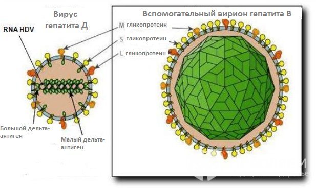 Життєвий цикл вірусу гепатиту D