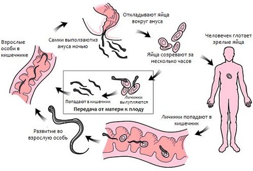 Життєвий цикл